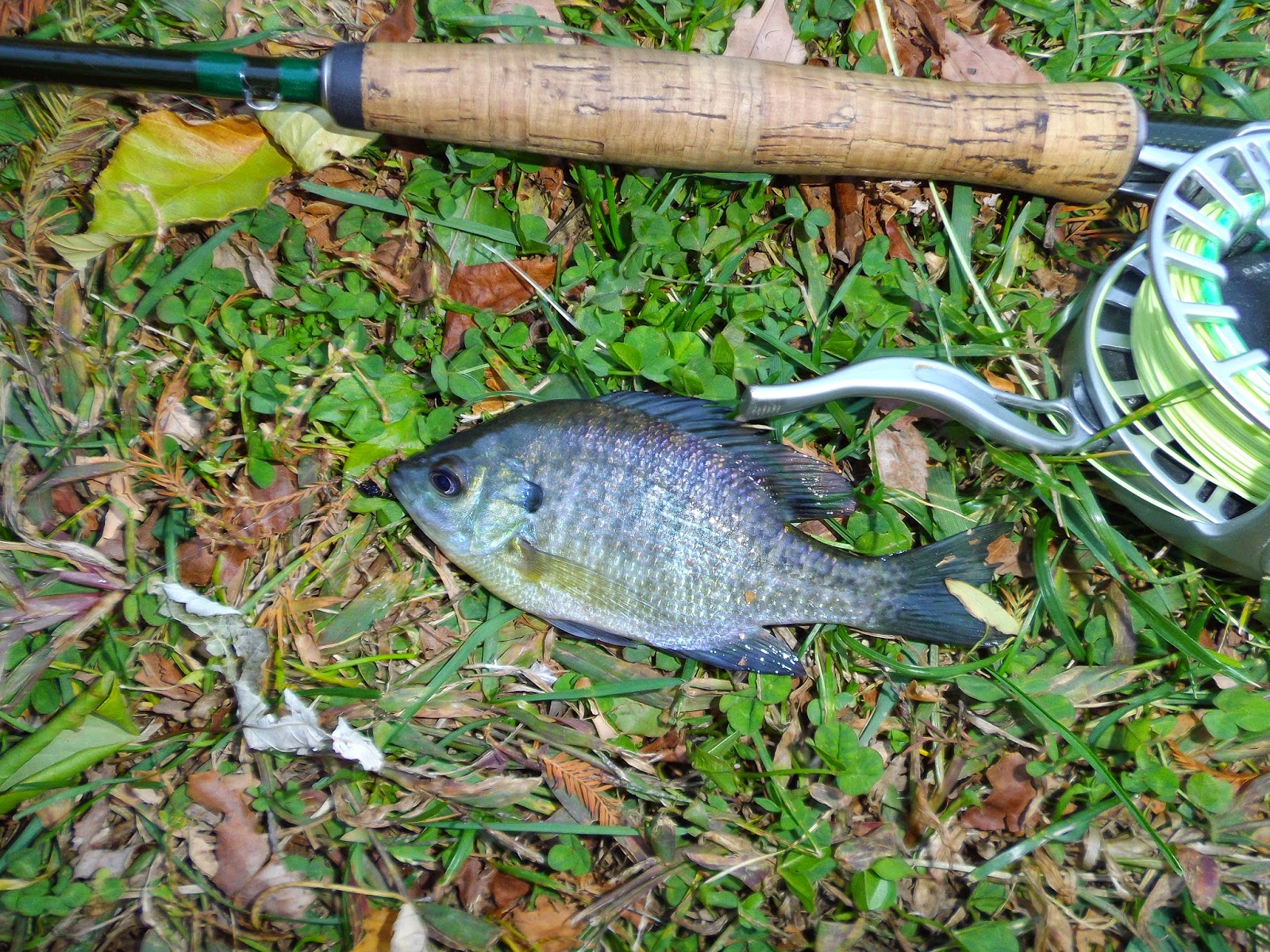 The Great Lakes of NYC Late fall fly fishing in Brooklyn