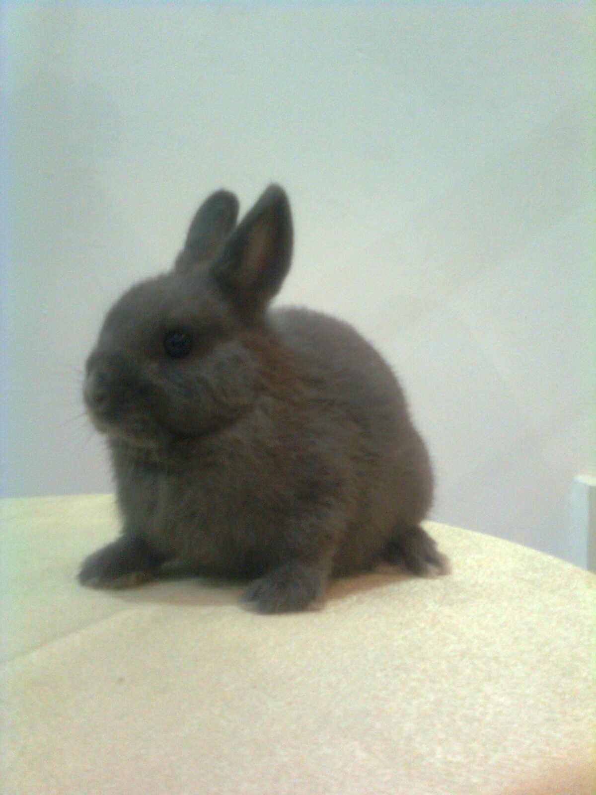 RS Collection dwarf rabbit information