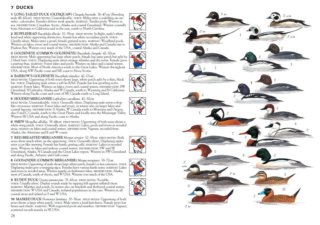 Duck Identification Pdf _ Central Flyway Council – XFQE