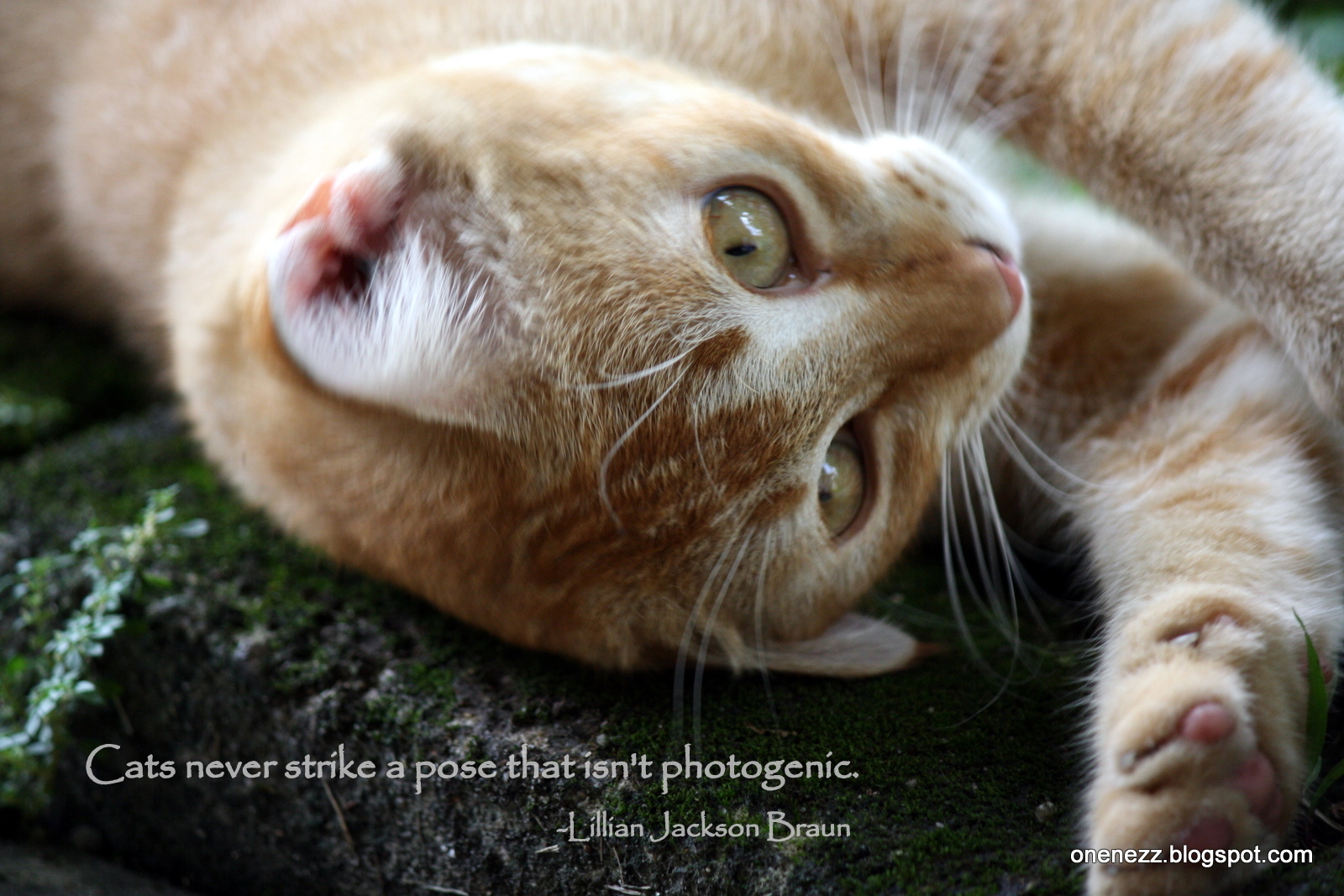 Kitten Love Quotes. QuotesGram