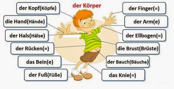 Super Deutsch A1: die Körperteile