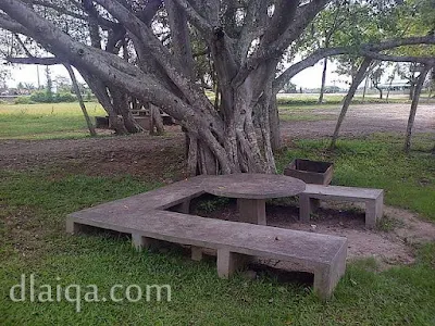 tempat duduk di bawah pohon