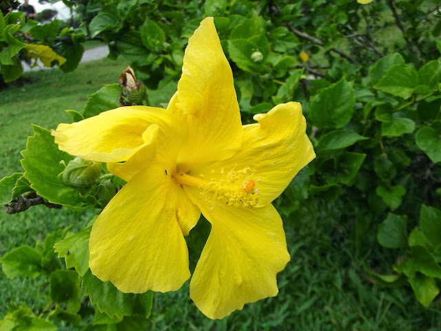 Yellow Rose mallow 