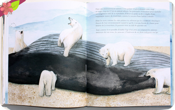 L’ours polaire de Jenni Desmond - Les éditions des éléphants