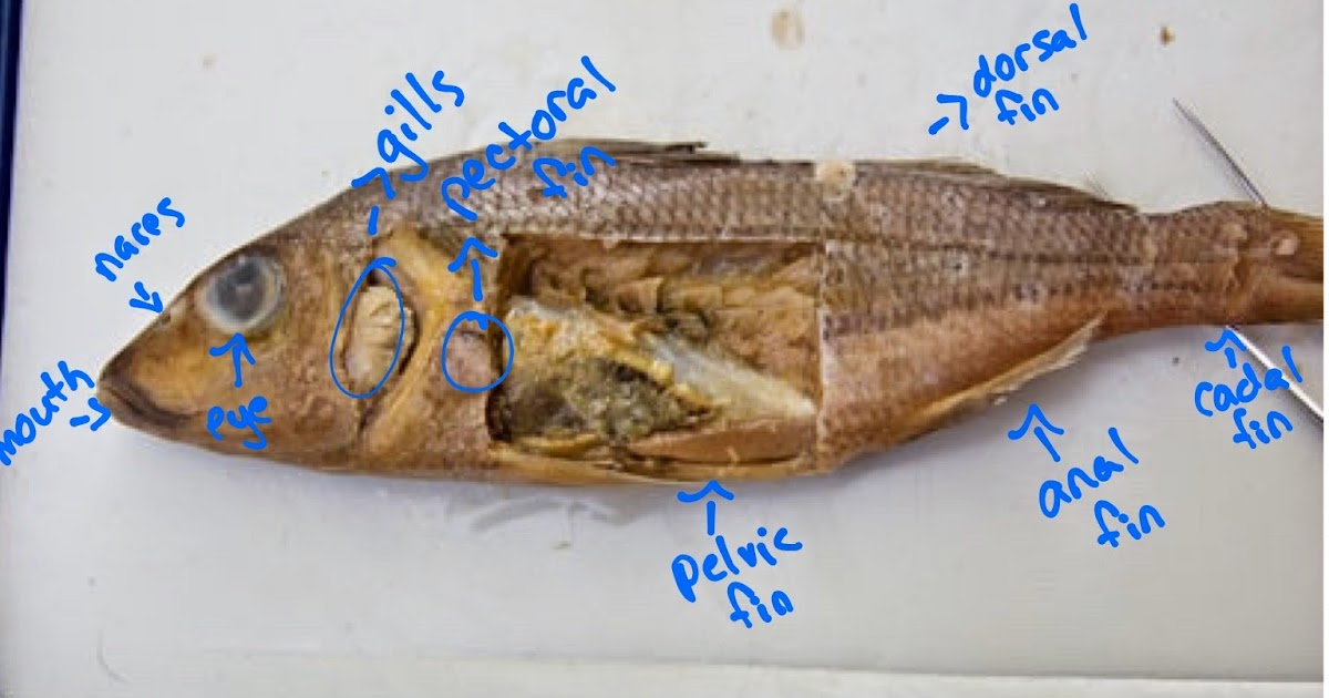 ALM^2: Perch Fish Dissection