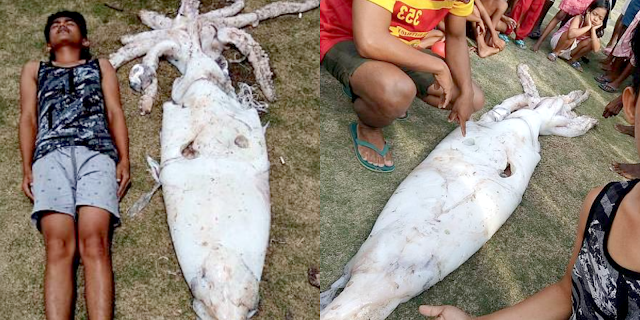 sotong