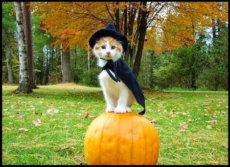 Funny halloween animals 19