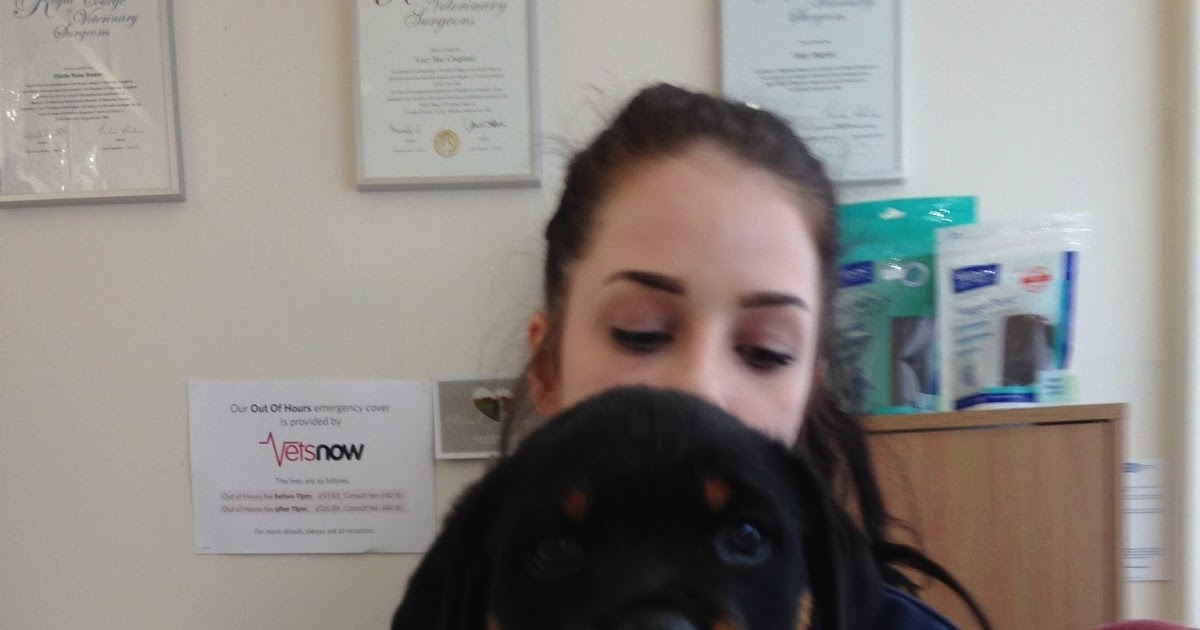 doodle-dogs-puppies-full-course-of-injections
