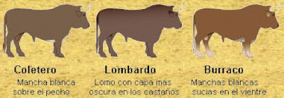 Toro de Lidia
