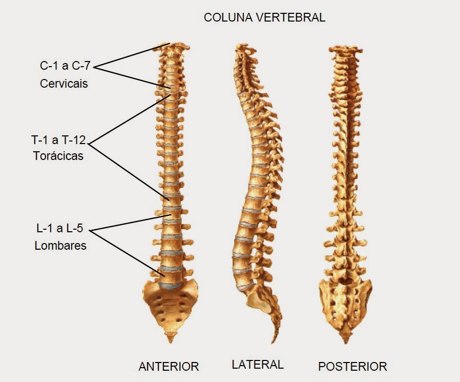 Anatomia Ossos Anatomia Ossos