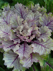 Purple white variegated ornamental cabbage Allan Gardens Conservatory Christmas Flower Show 2014 by garden muses-not another Toronto gardening blog