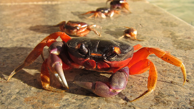 Young Crab and His Mother Moral Story - Moral Stories For Children