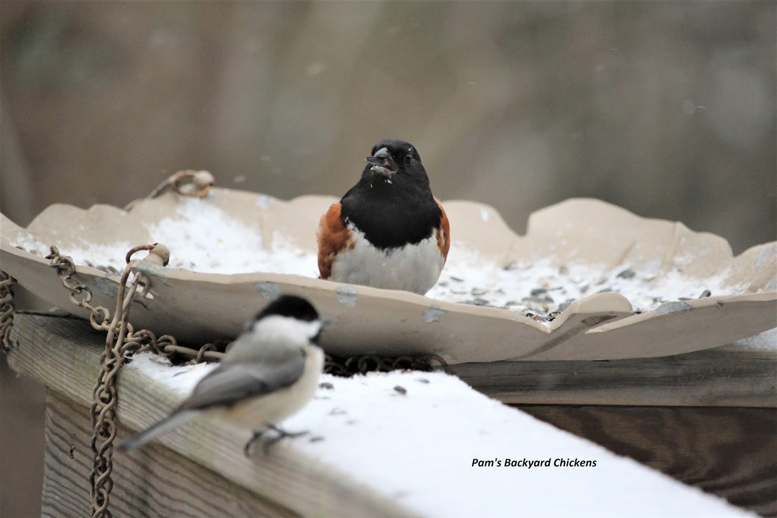 Pam's Backyard Chickens How to Get Started Winter Bird Feeding
