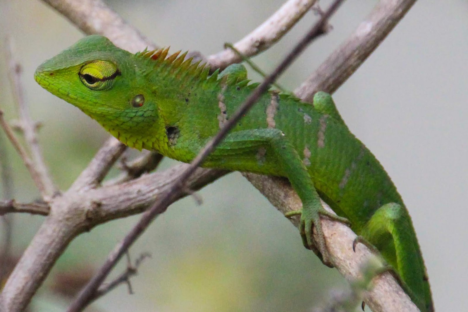 Cannundrums Common Green Forest Lizard