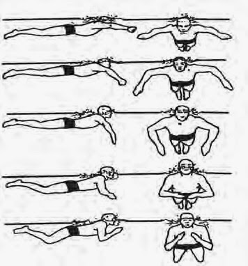 Teknik Renang Gaya Dada dan Miring | KUMPULAN TUGAS SEKOLAH