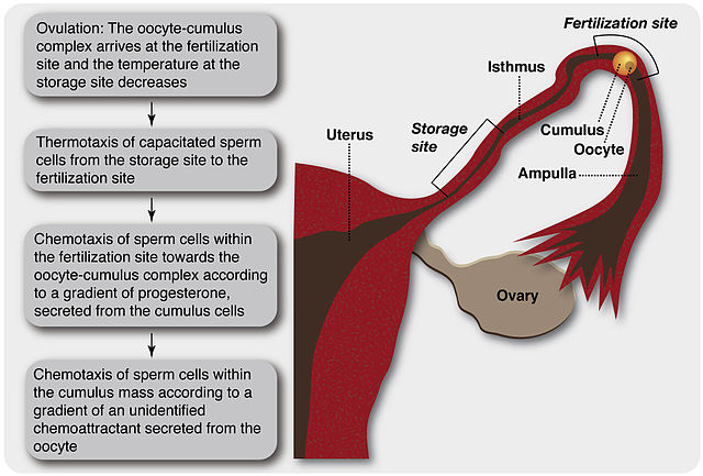 place of sperm production place of sperm production