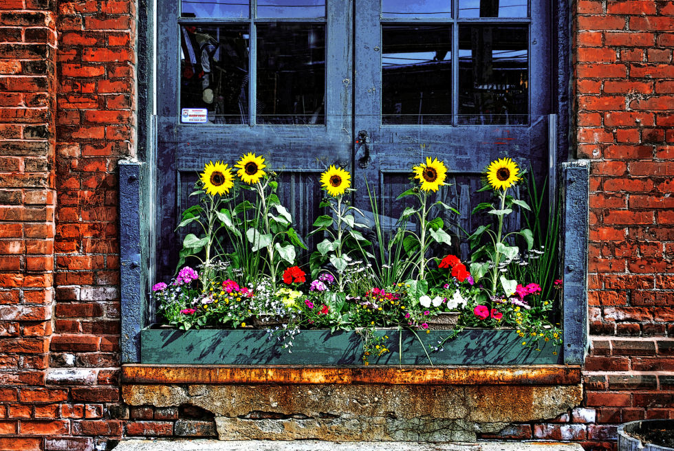 5 Colorful Gardening Ideas for Window Boxes 101 Gardening
