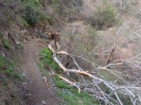 Tree fallen on Fish Canyon Trail, Angeles National Forest