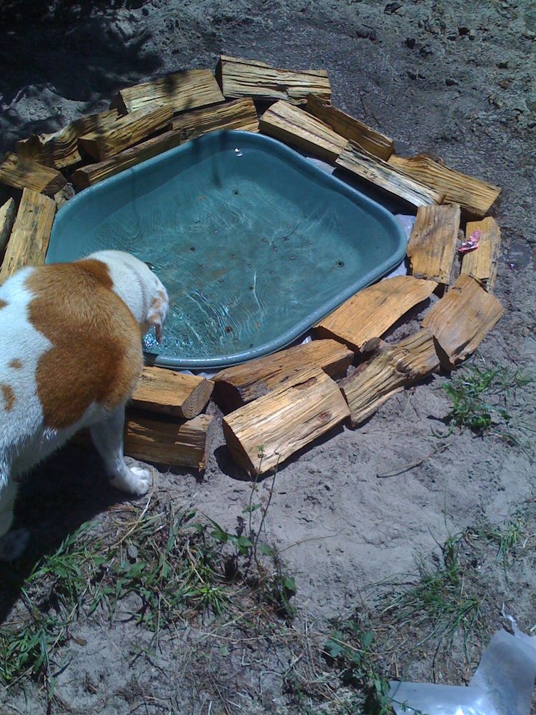 Bird In Everything Shallow Bird Bath