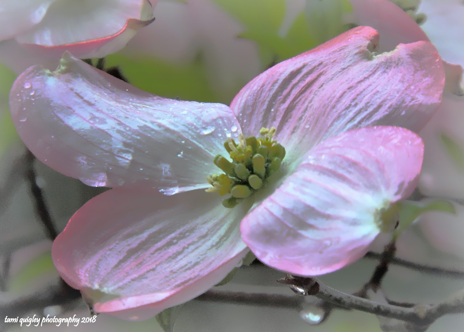 The Beauty Of Nature Is In The Simplest Things The Beauty Of Nature Is In The Simplest Things