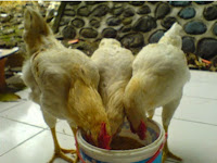 Contoh Proposal Bantuan Dana Usaha Peternakan Ayam