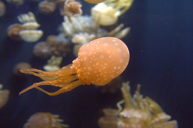 IMG_0066 Jalan-Jalan Terus: Lion City, Singapore