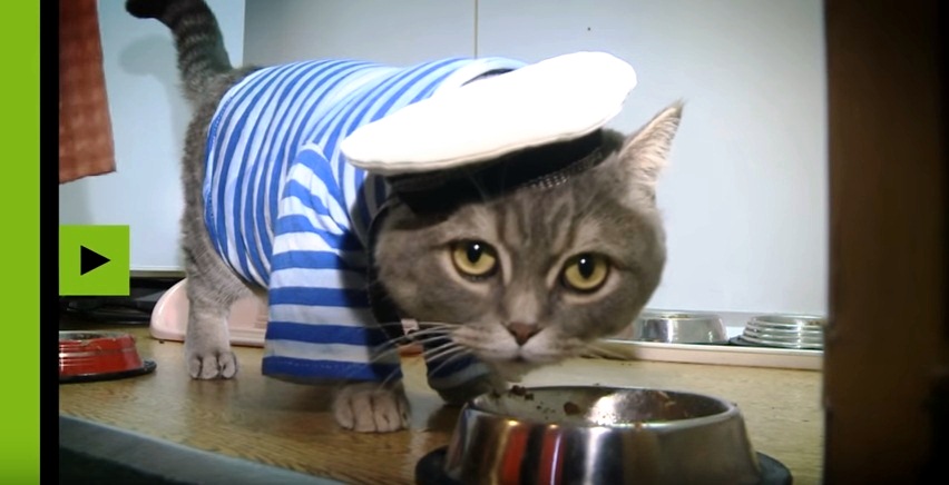 Кот матрос интернет магазин