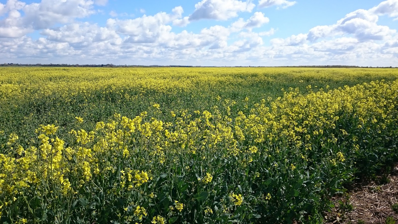 Canola= Rapeseed oil