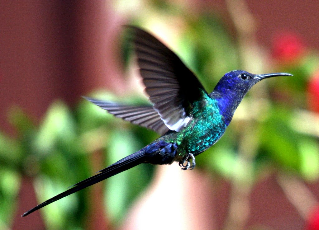 Swallow-Tailed Hummingbird