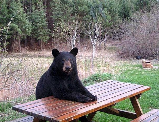 foto beruang lucu - gambar binatang