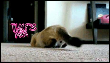Art Cat GIF with caption • Cinemagraph • Infinite loop • Hot twerking funny Siamese Cat is a Butt wiggle Master Art Cat GIF with caption • Cinemagraph • Infinite loop • Hot twerking funny Siamese Cat is a Butt wiggle Master