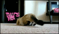 Art Cat GIF with caption • Cinemagraph • Infinite loop • Hot twerking funny Siamese Cat is a Butt wiggle Master