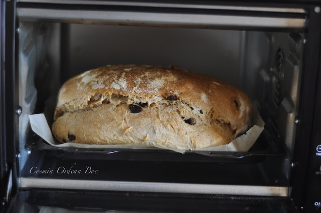 Paine rustica italiana 67% durum cu masline de Taggia si cateva mituri infirmate...