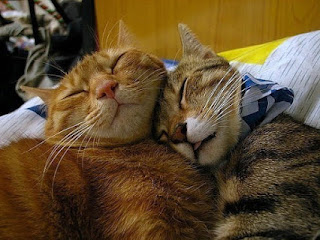 блог кота васьки Спокойной ночи
