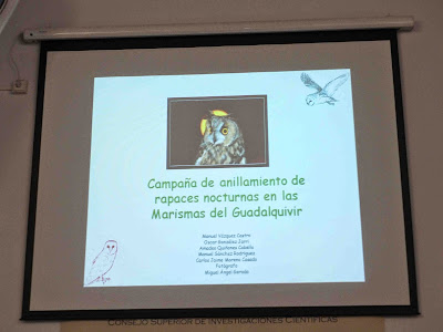 Conferencia "Campaña de anillamiento de rapaces nocturnas en las marismas del Guadalquivir". Por Manuel Vázquez Castro (EBD), en el ciclo Martes Ornitológicos que el Grupo Local SEO-Sevilla organiza en el museo Casa de la Ciencia de Sevilla