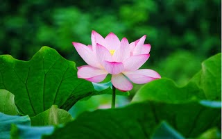 Lotus wallpapers hd