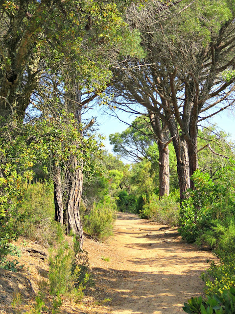 just saying ...: The ancient cork forests of Sant Feliu de Guíxols ...