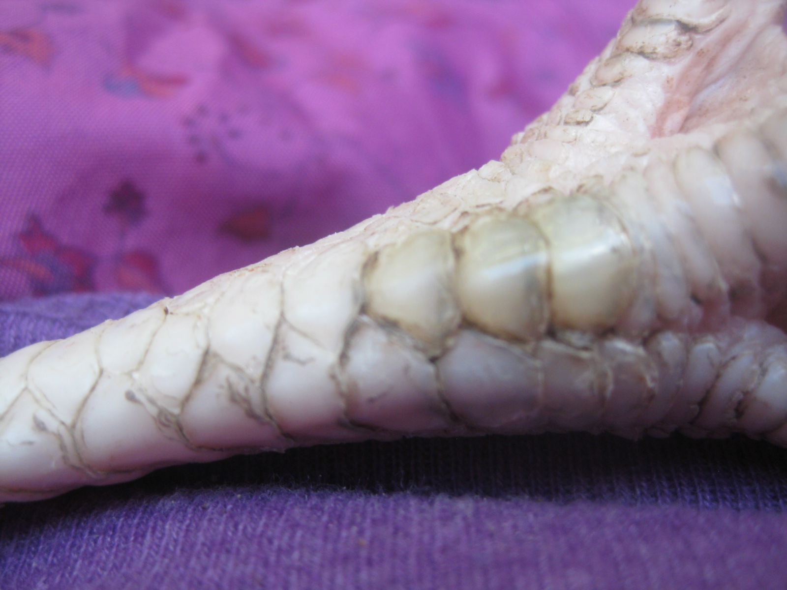 Treating scaly leg mite in chickens!