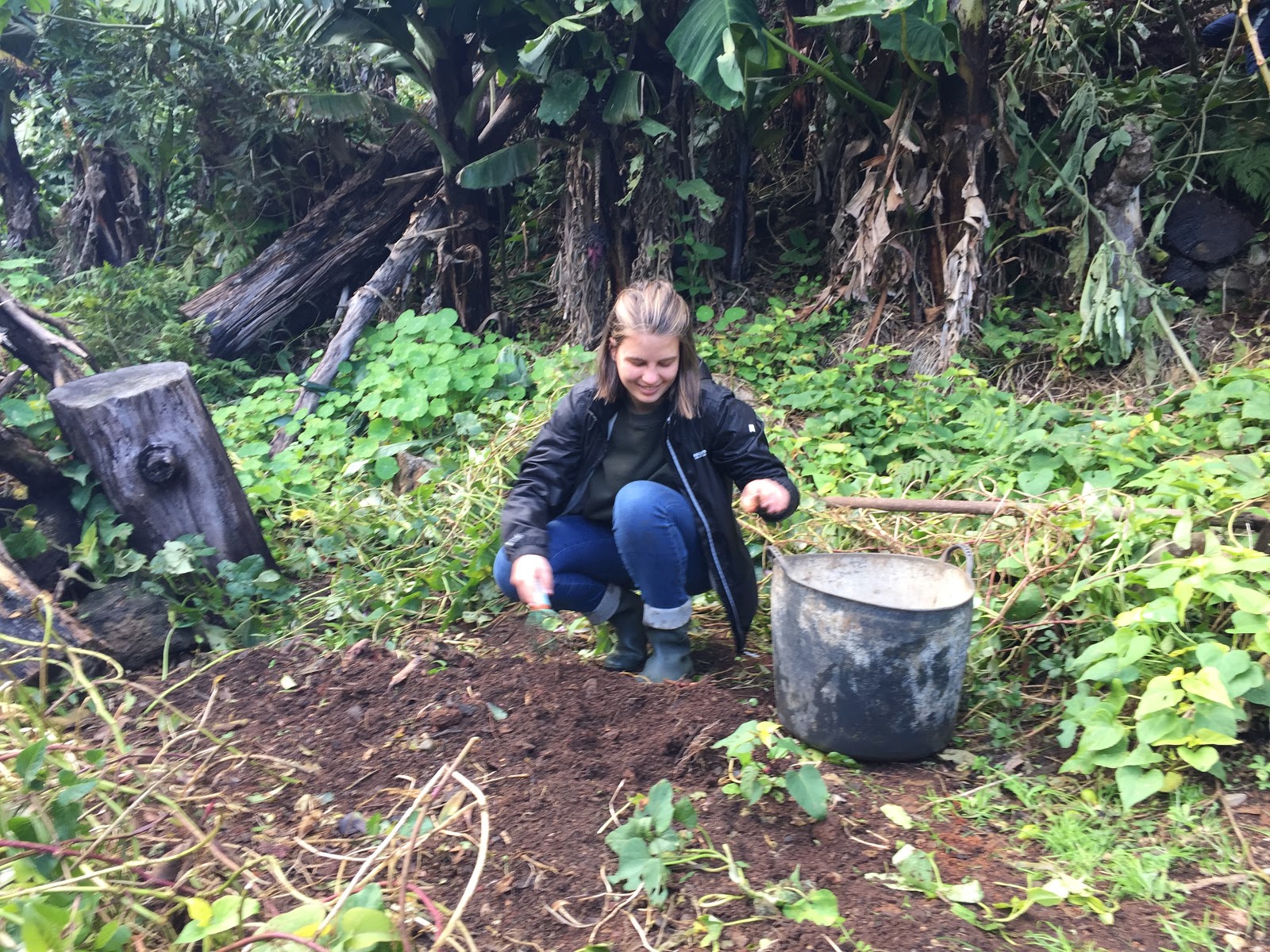 36 Best Garden Images Garden Plants Planting Flowers