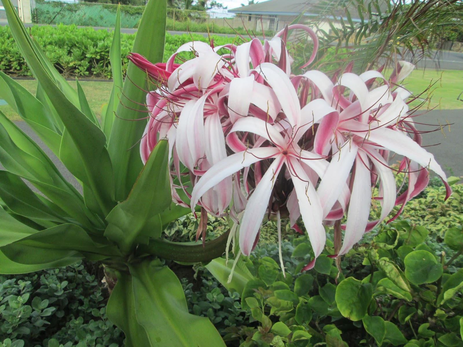 Garden Notes from Hawaii HAWAII SPIDER LILY (Crinum asiaticum, Crinum
