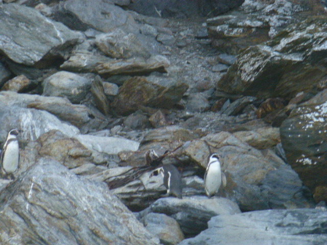 Big Telescopes, Big Questions: The Humboldt Penguin National Reserve