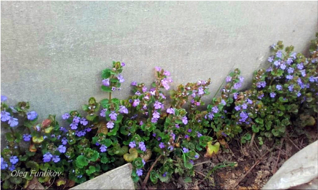 Будра Плющевидная В Ландшафтном Дизайне Фото — Картинки фотографии