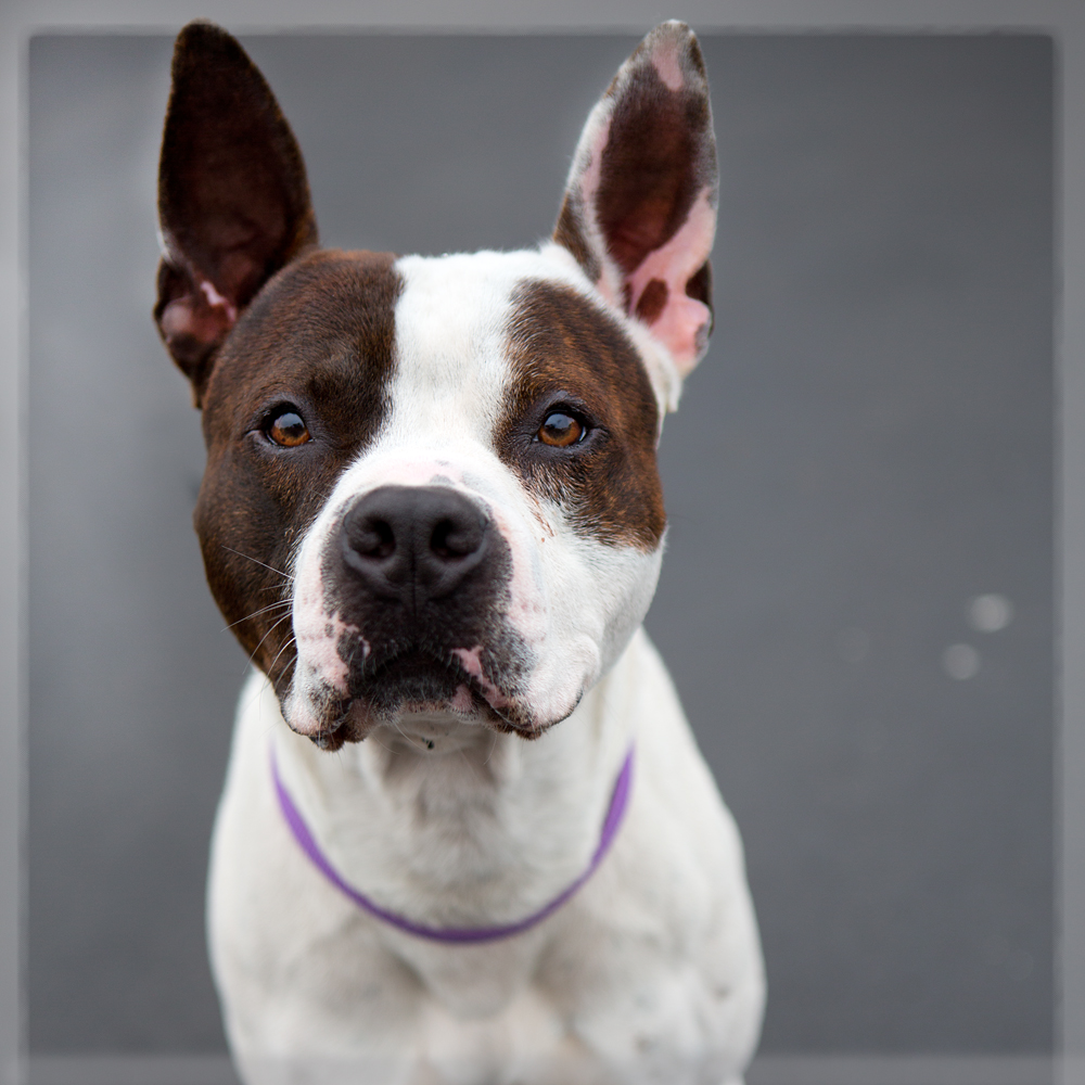Shelter Dogs of Portland "BARON" great ears and markings Pitbull