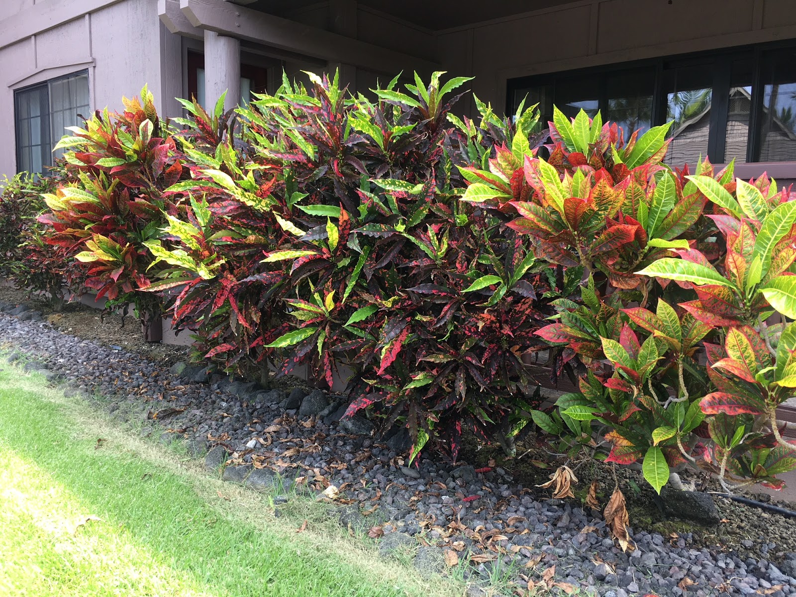 Everything Grows Crotons in the Wild