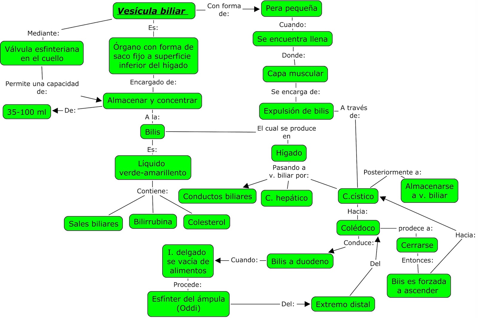 Blog de evidencias de Fisiología Médica de Evelyn Roxana: órganos ...