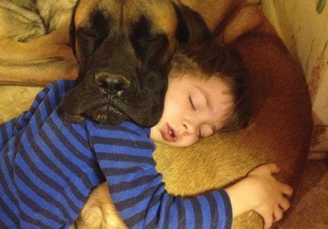 Funny: 17 pets that look exactly like their owners