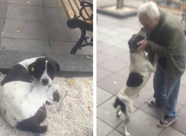 Η συγκινητική στιγμή που άντρας βρίσκει τον χαμένο του σκύλο μετά από 3 χρόνια. Δείτε το βίντεο