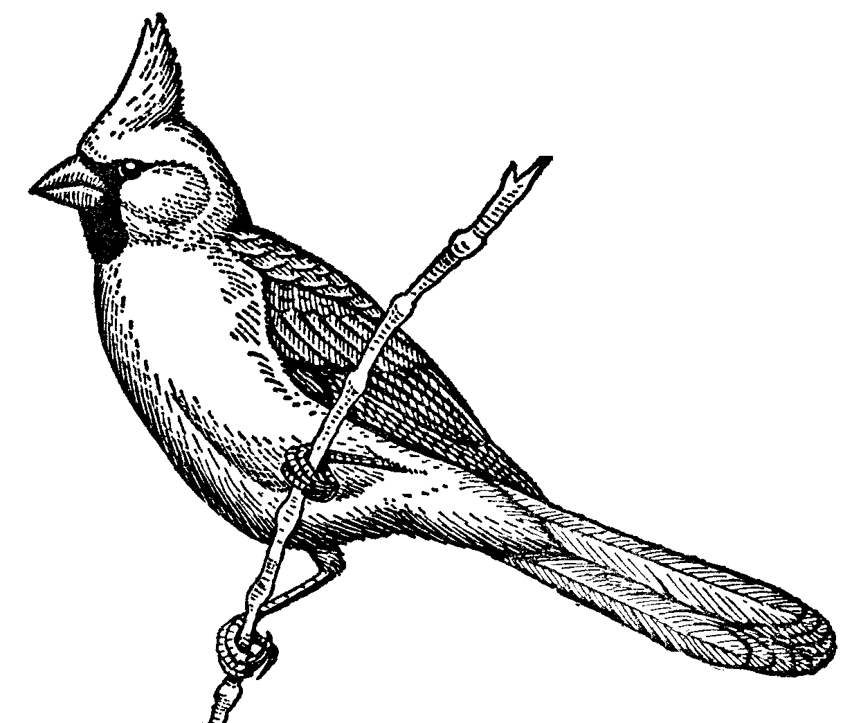 cardinal clipart free - photo #49