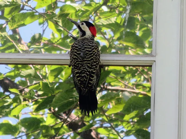 Woodpecker on a windowsill in Mendoza Argentina