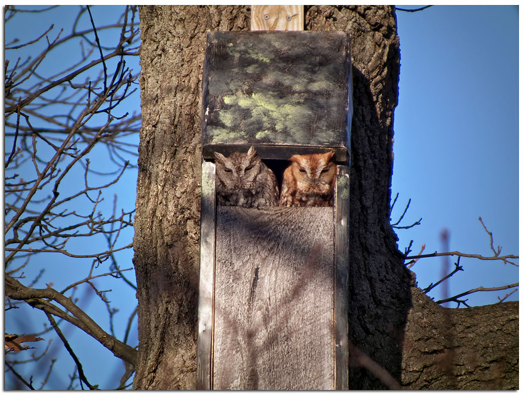 Owls & Others of Essex, MA A Different Kind of Owl Box